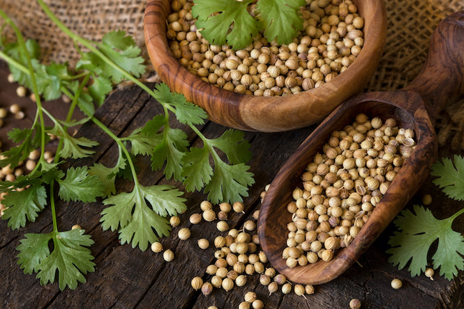Organic Coriander Seeds