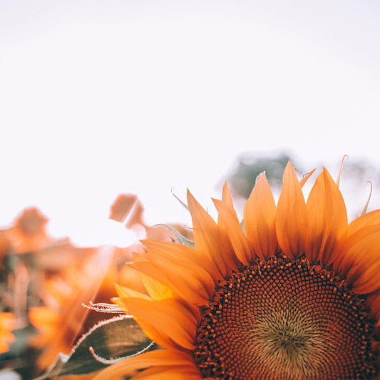 Beyond Snacking: Creative Ways to Use Organic Sunflower Seeds