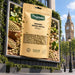 Organic Green Lentils