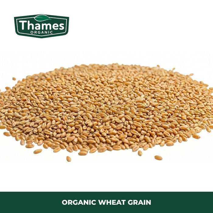 Organic Wheat Grain