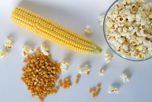 Organic Popping Corn